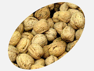 walnut in shell